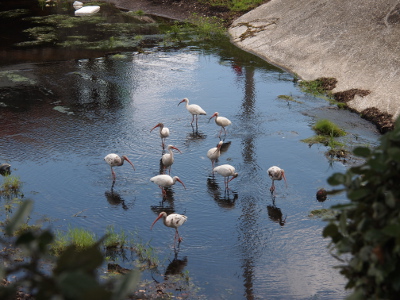 [A group of ten mostly white ibises stand in shallow water in a stormwater basin.]